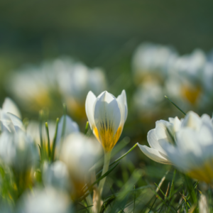 close up of white spring flowers