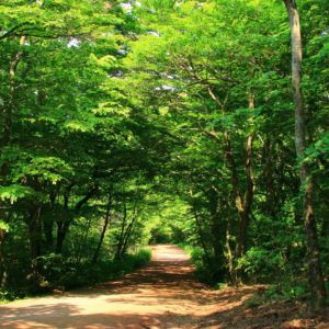 Forest tree view with green leaves arching over a woodland path